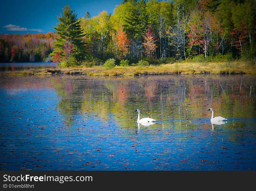 Two swans swimming on lake with autumn foliage. Two swans swimming on lake with autumn foliage