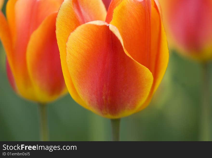 Tulip trio close-up , red and yellow. Tulip trio close-up , red and yellow