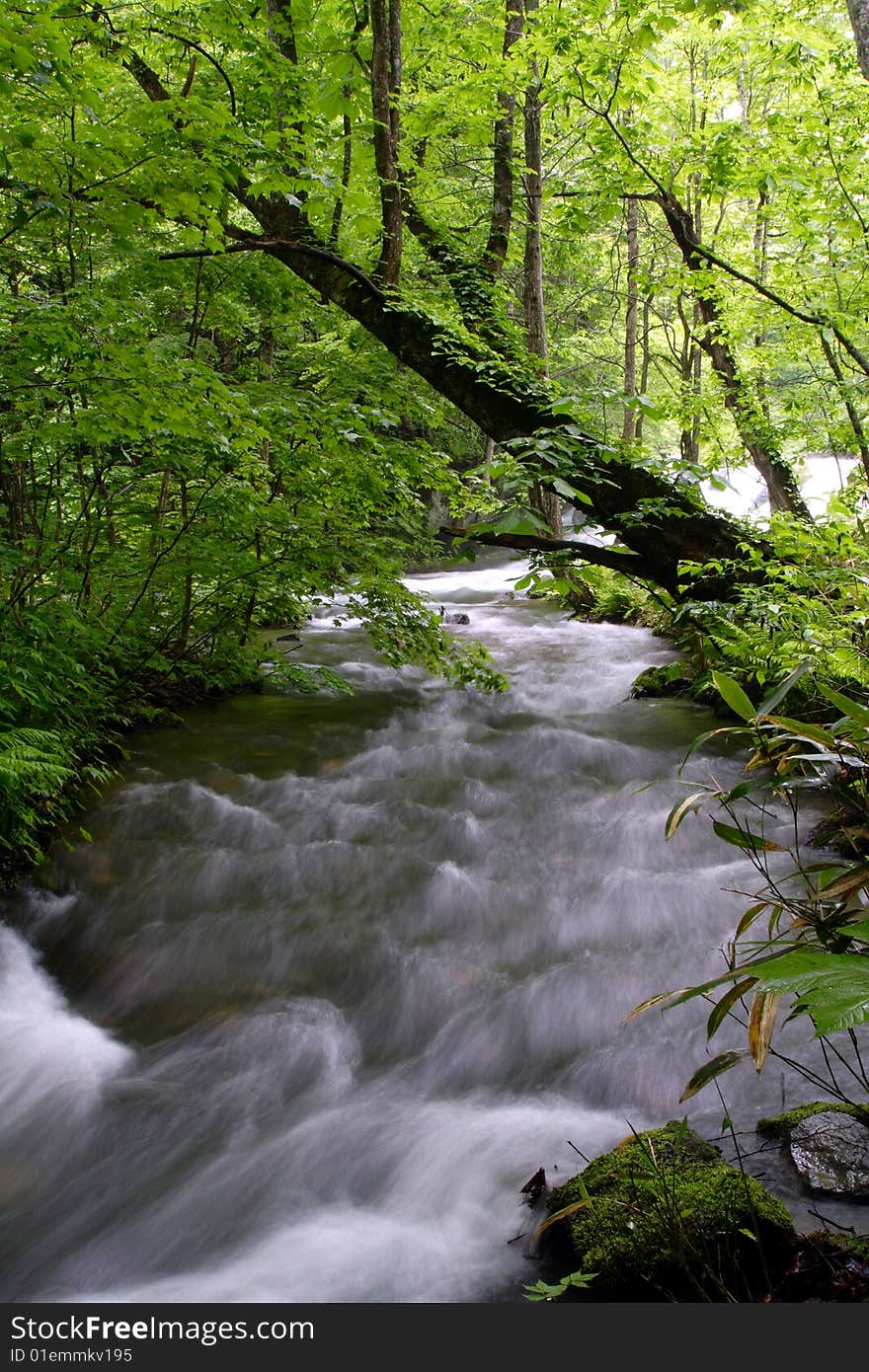 Oirase-gawa River in the Japan