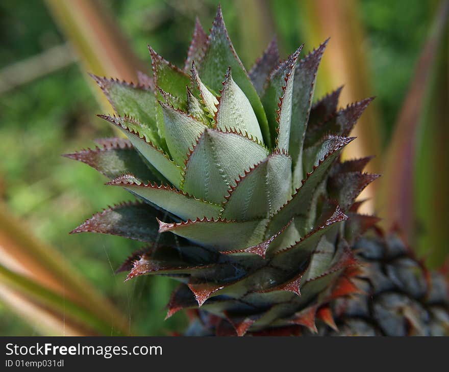 Pineapple is the common name for an edible tropical plant and also its fruit. It has spirally-arranged flowers. Pineapple is the common name for an edible tropical plant and also its fruit. It has spirally-arranged flowers.