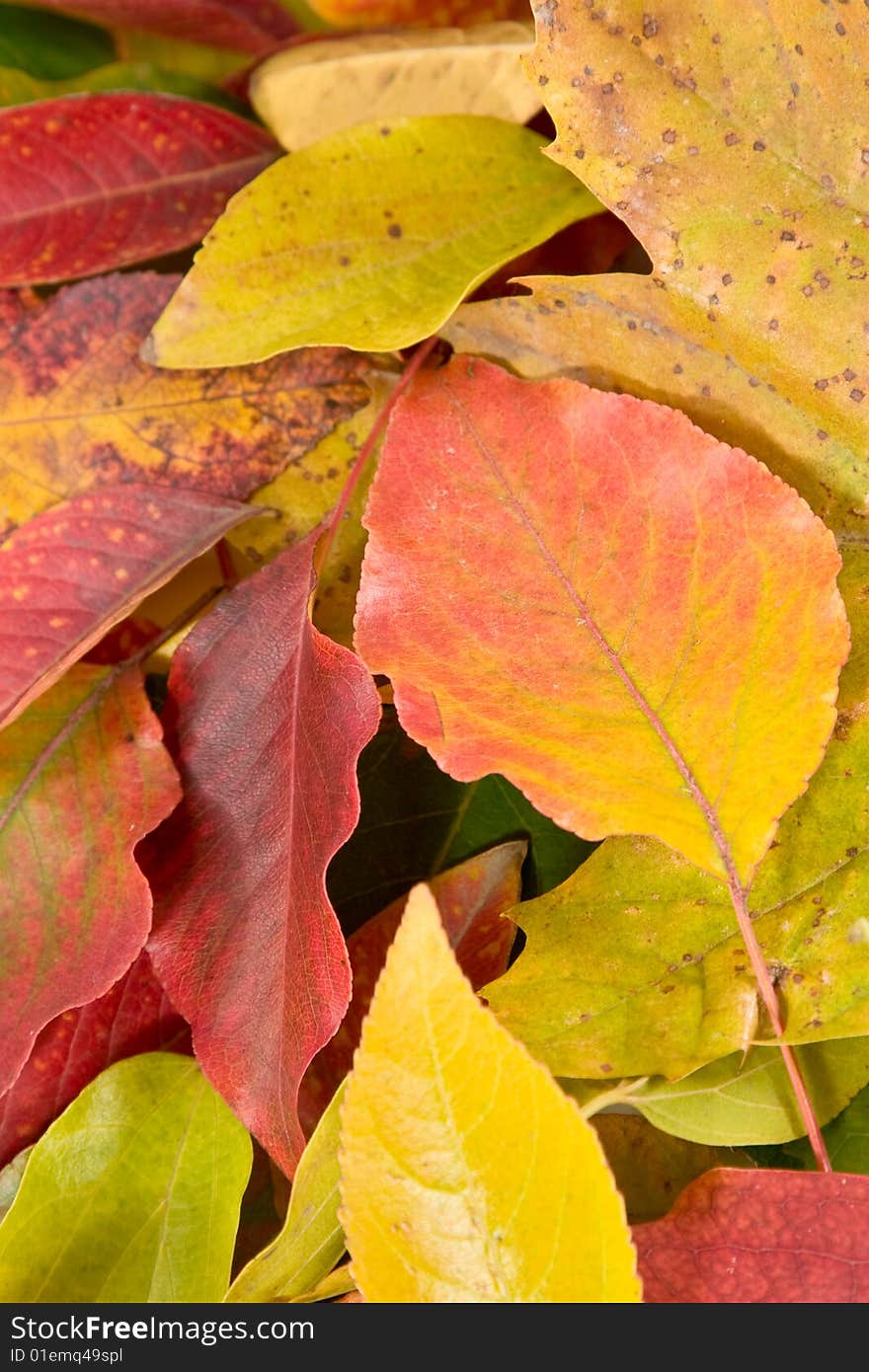 Closeup of pile of autumn leaves. Closeup of pile of autumn leaves