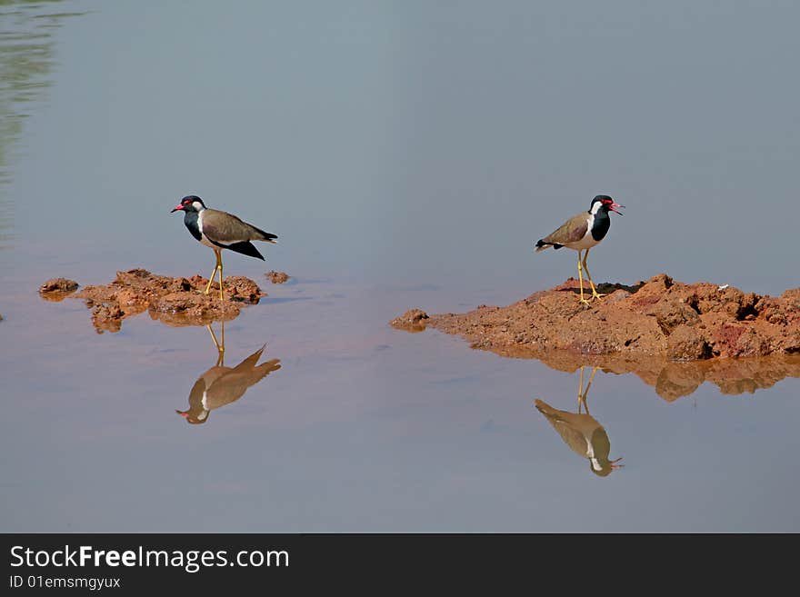 Red-wattled Lapwing