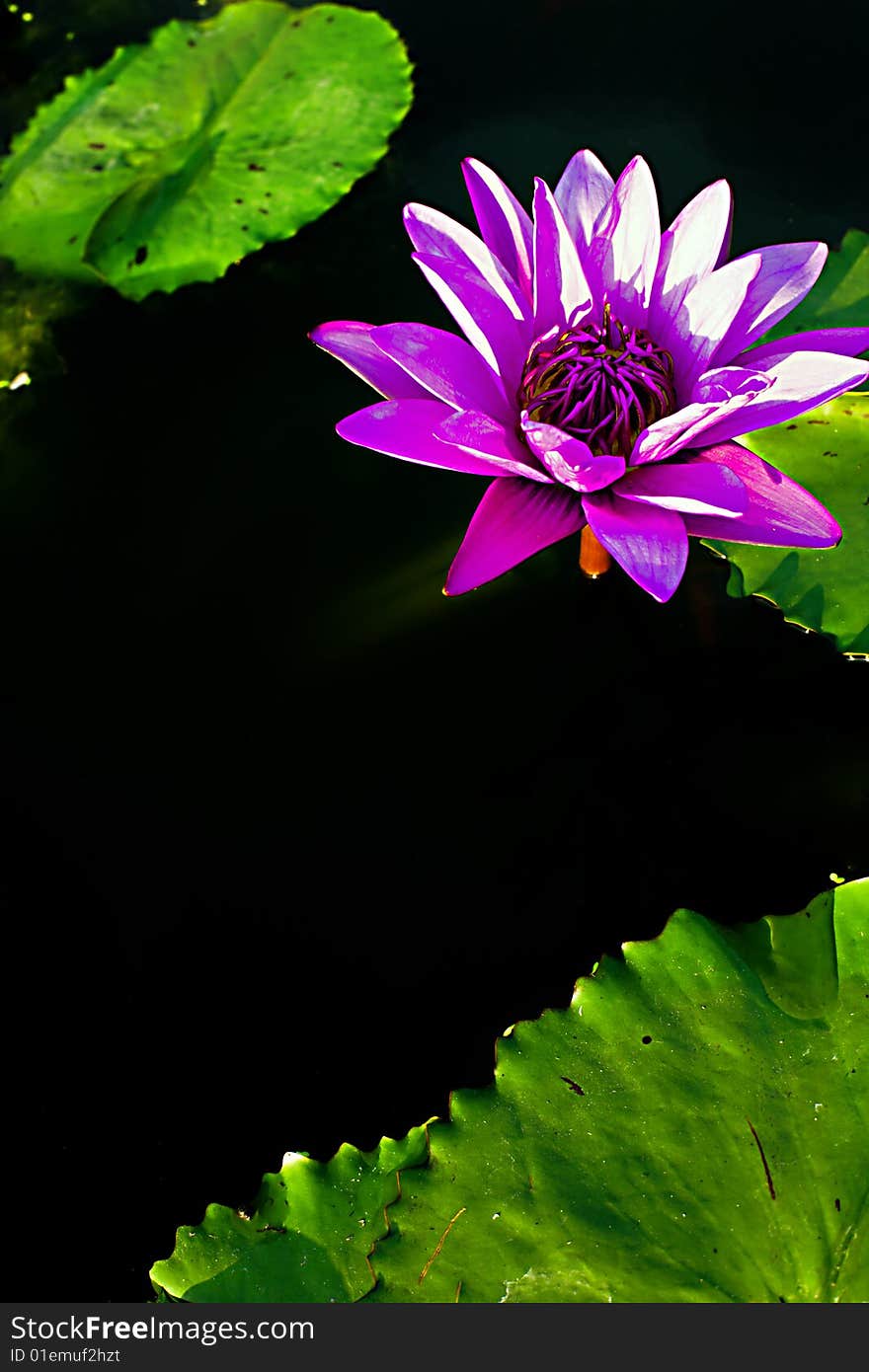 Lotus Water Lilly in the afternoon Thailand