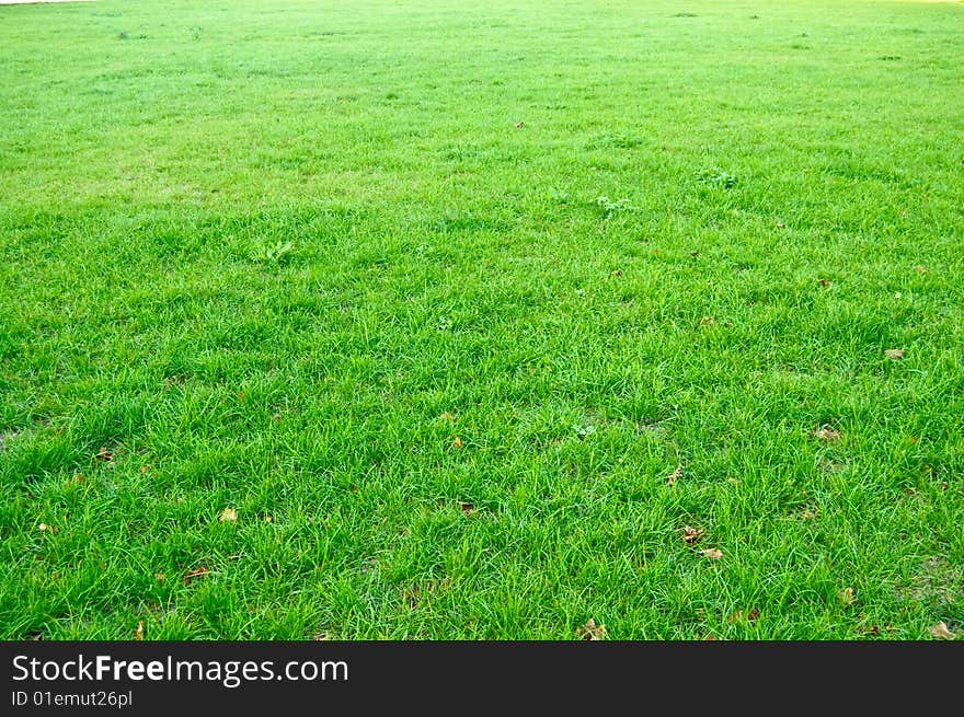 Abstract Grass Background