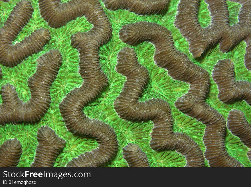 Coral which is called Diploria labyrinthiform. Coral which is called Diploria labyrinthiform