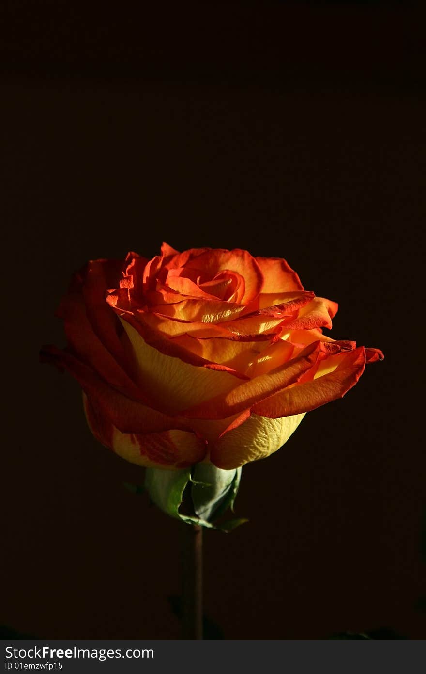 Rose on a black background