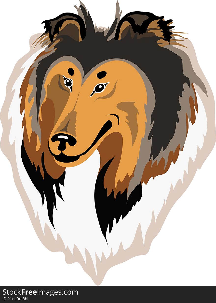 Rough Collie Vector(sable)