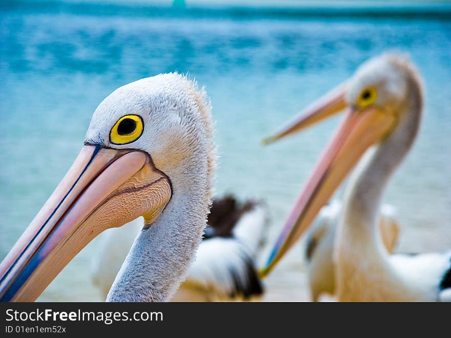 Close up crop of Pelican's eye, with more pelicans in the background. Close up crop of Pelican's eye, with more pelicans in the background