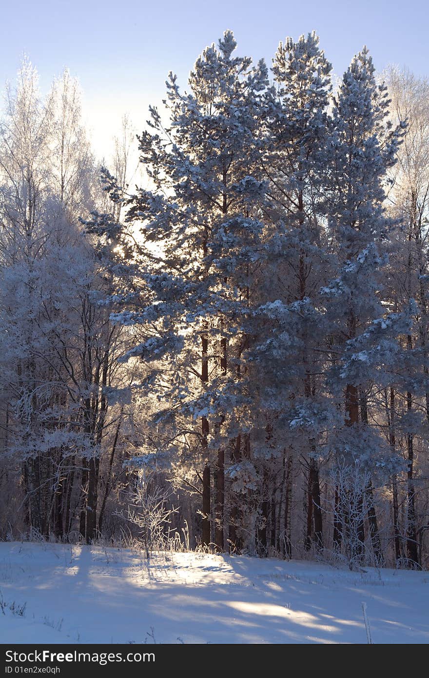 Sunbeams coming from pine-trees groove - winter view