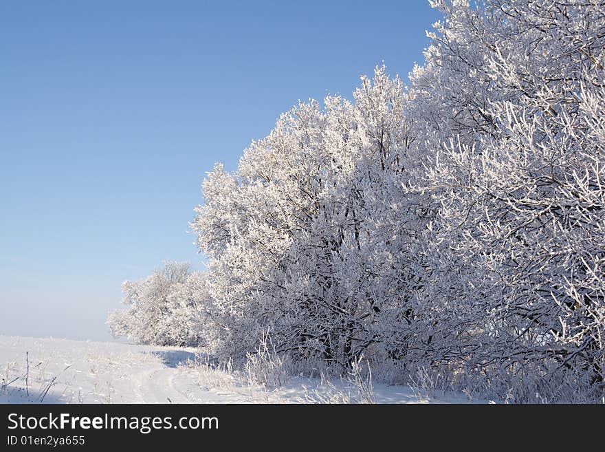 Oaks Covered With Snow