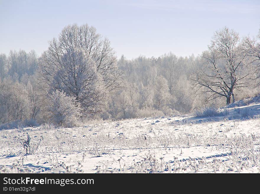 Trees wrapped with snow