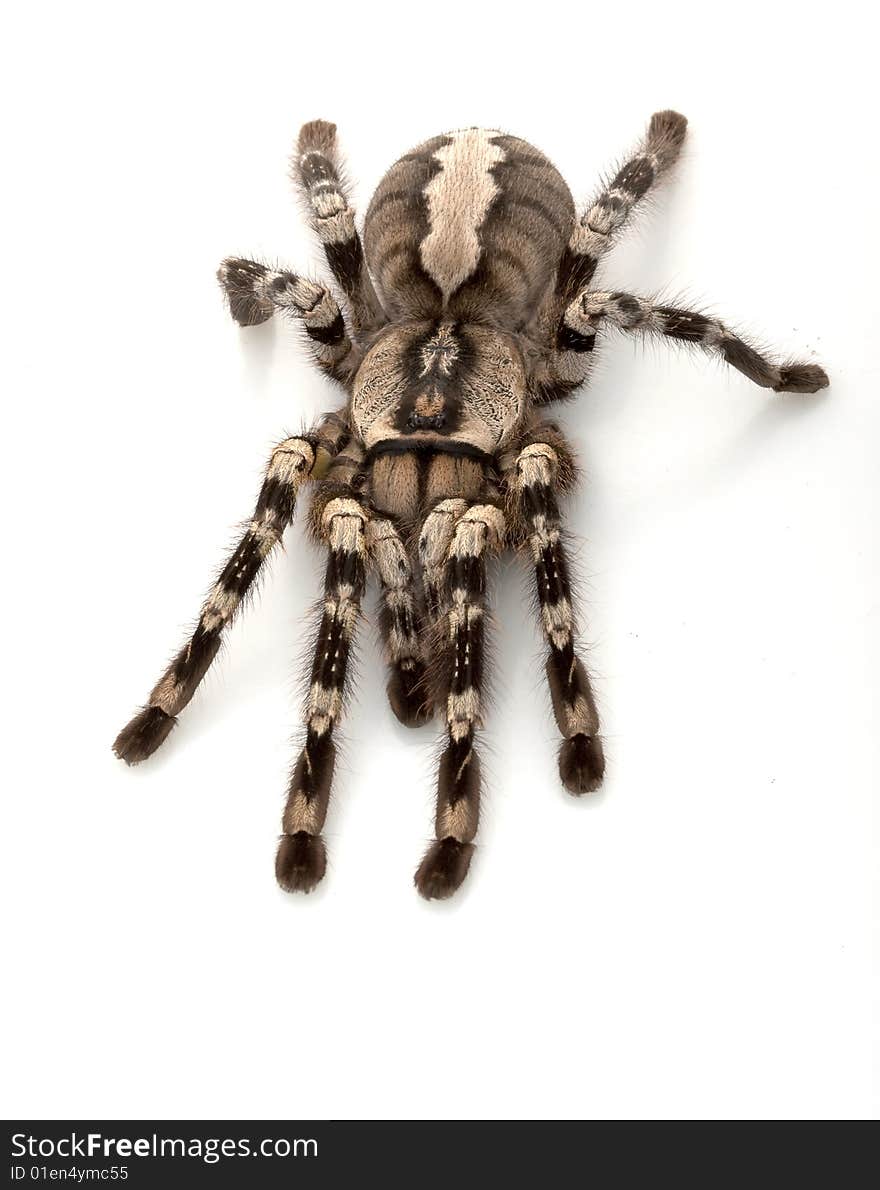 Indian Ornamental Tarantula