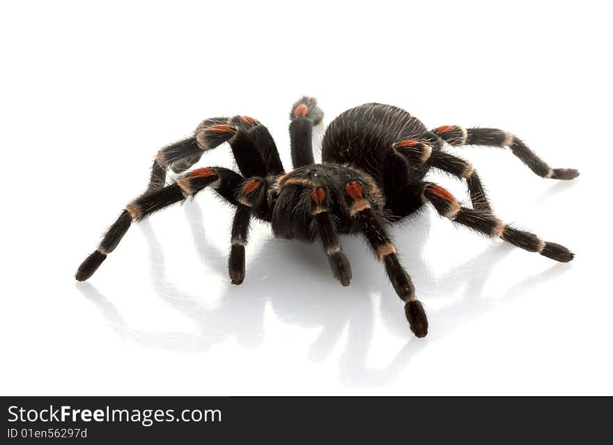 Mexican Flame Knee Tarantula (Brachypelma auratum) isolated on white background.