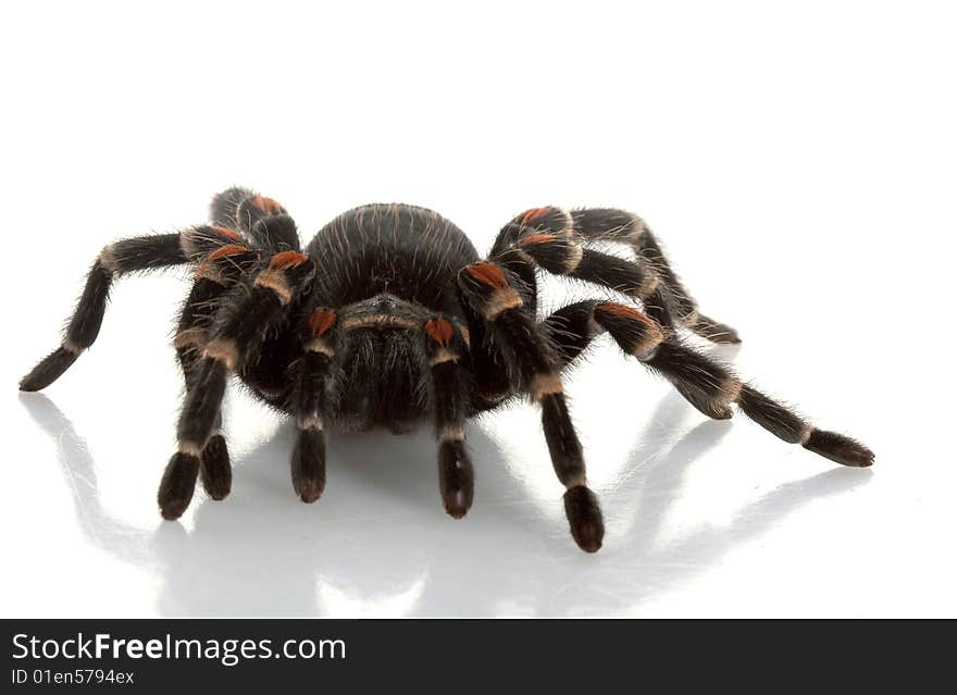 Mexican Flame Knee Tarantula (Brachypelma auratum) isolated on white background.