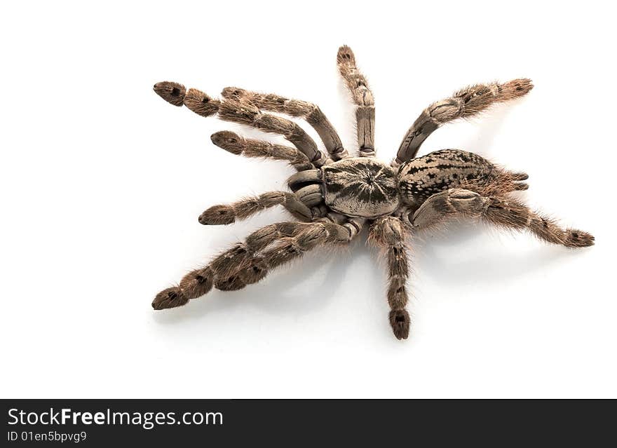 Ornamental Baboon Tarantula