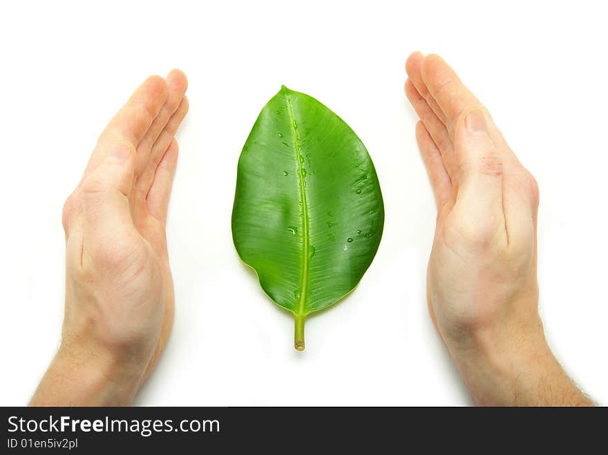 Leaf