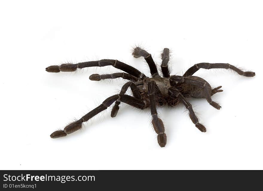 Singapore Blue Tarantula (Lampropelma Violaceopes) isolated on white background.