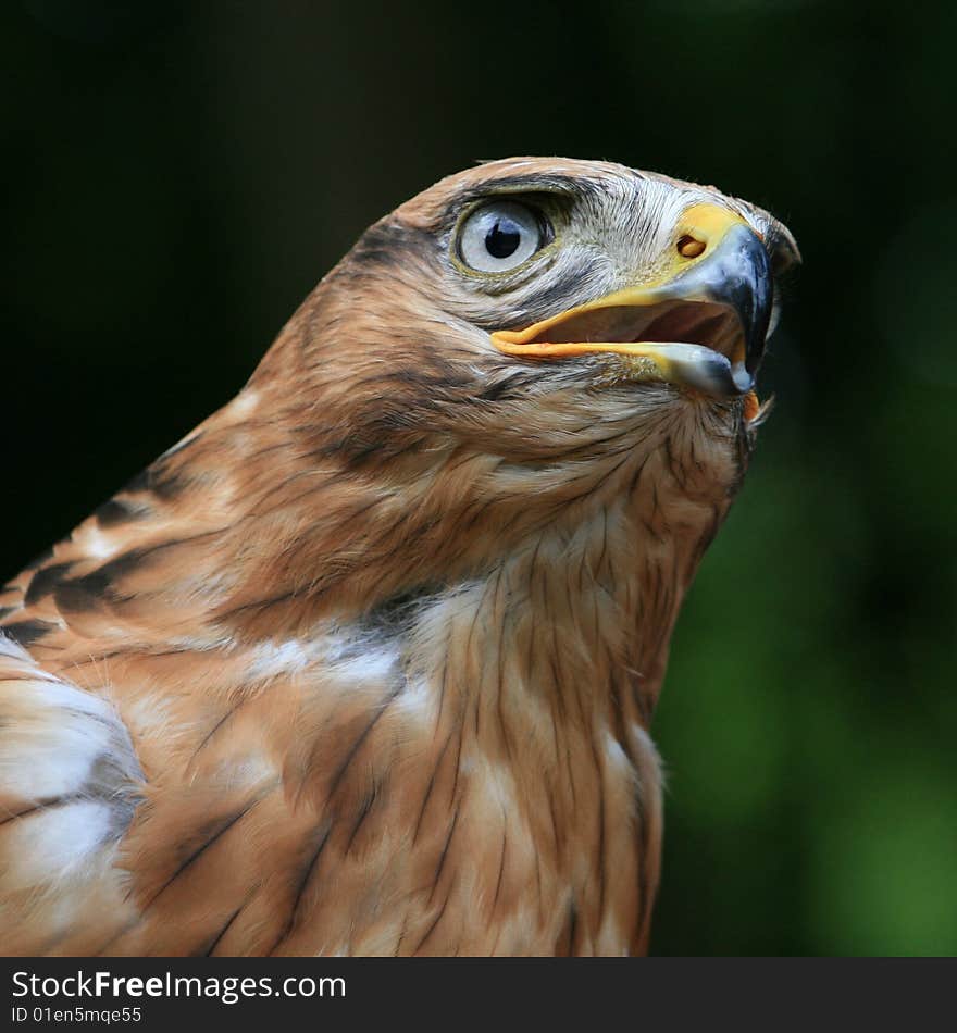 Profile of a buzzard bird looking for a prey