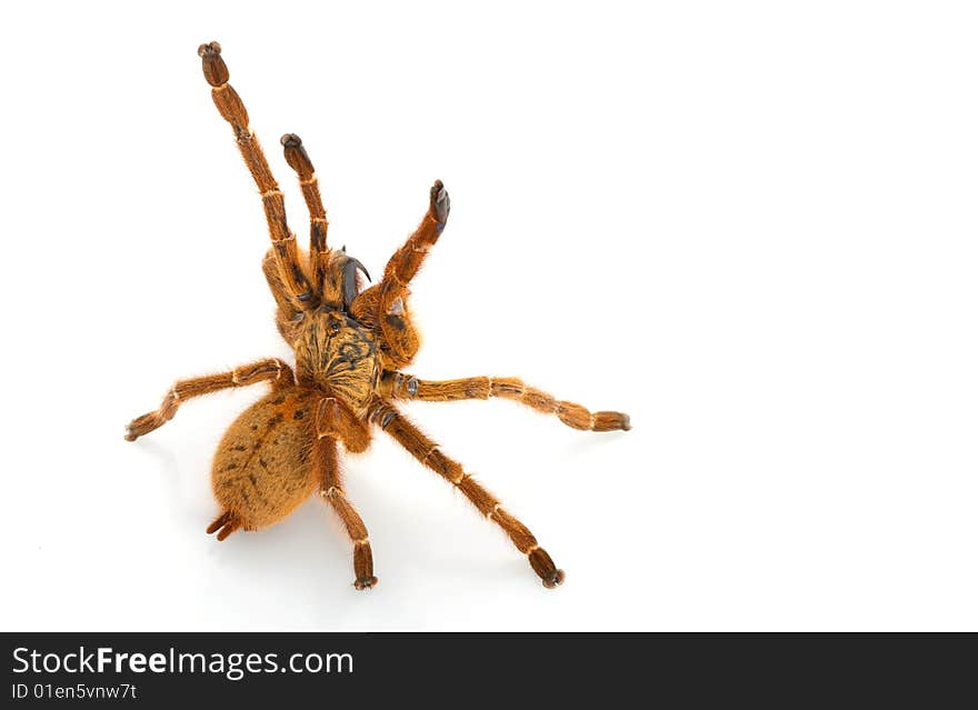 Usambara Orange Baboon Tarantula (Pterinochilus murinus) isolated on white background.