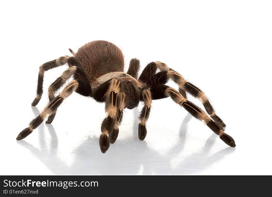 White-striped Birdeater