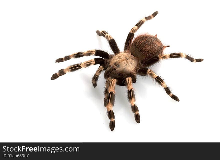 White-striped Birdeater