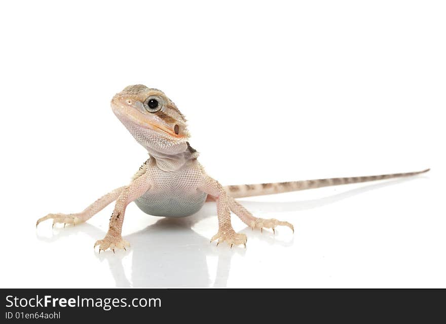 Translucent Bearded Dragon