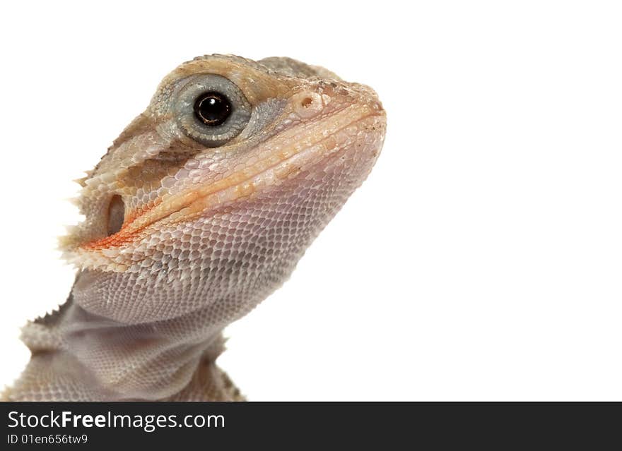 Translucent Bearded Dragon