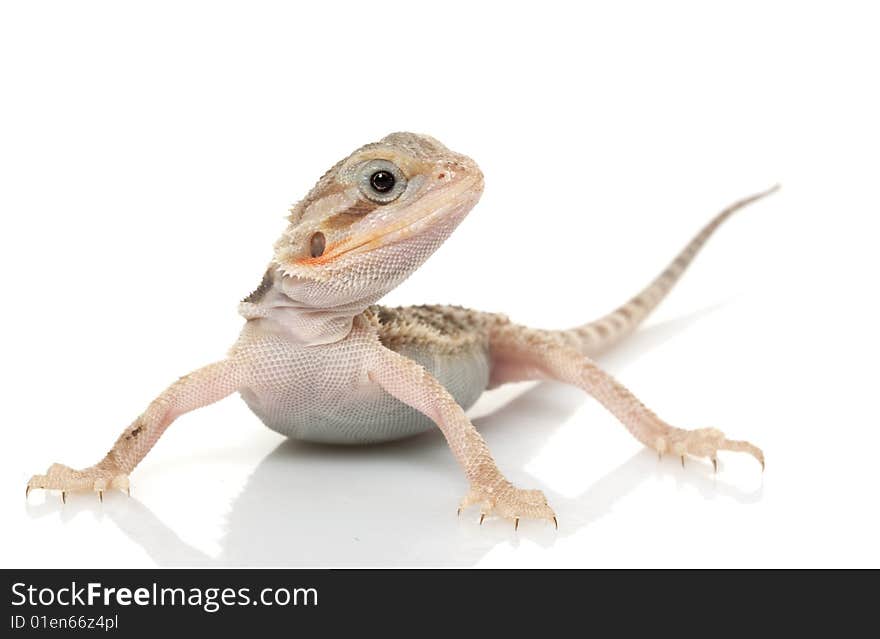 Translucent Bearded Dragon (Pogona vitticeps) isolated on white background.