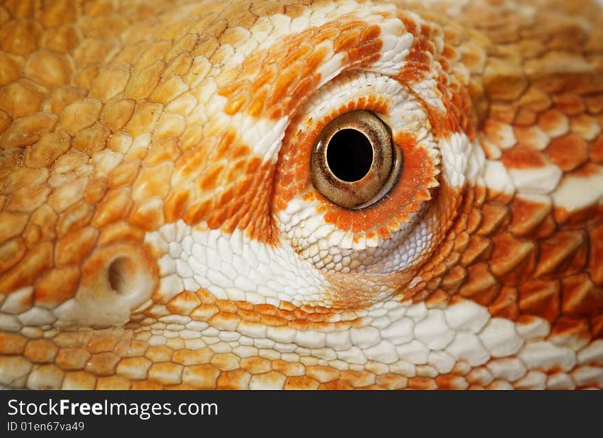 Closeup of the eye of a Bearded Dragon (Pogona vitticeps)