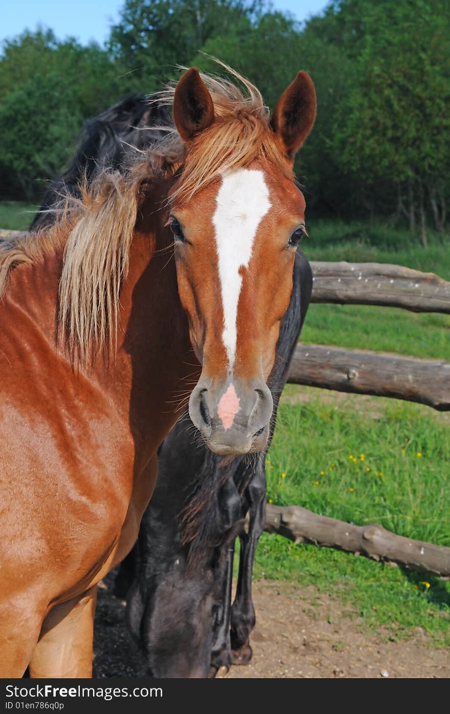 Beauty horse for background desktop