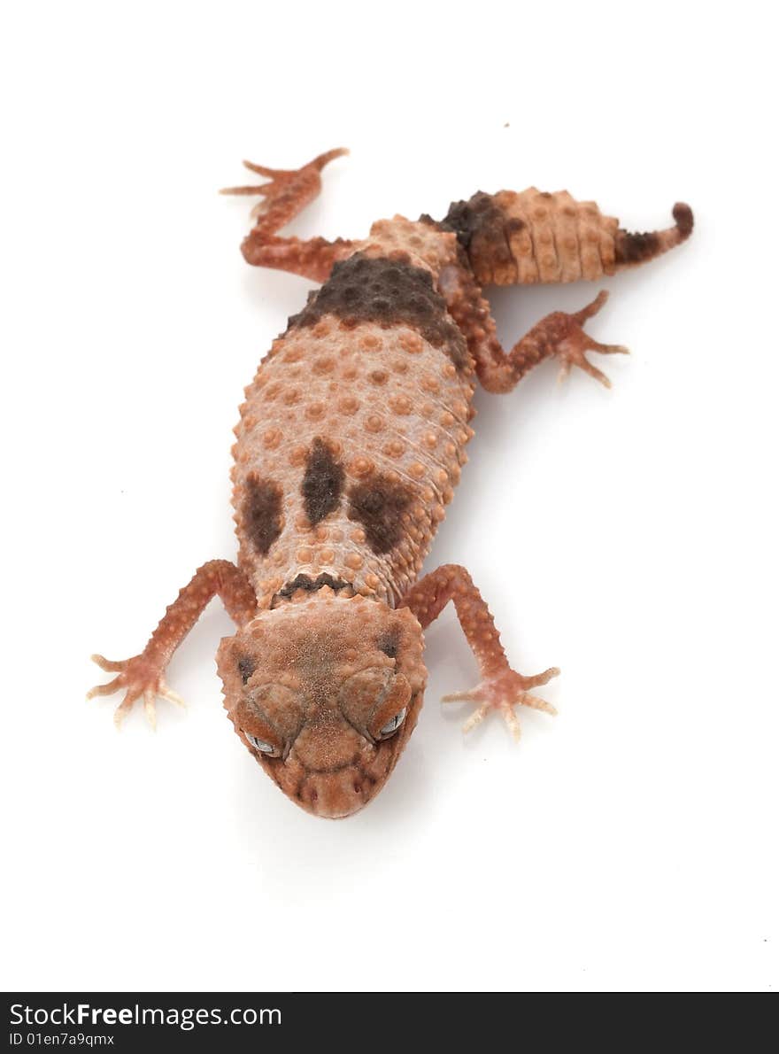 Banded Knob-tailed Gecko