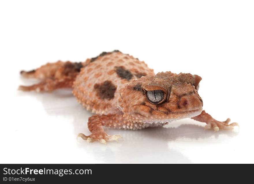 Banded Knob-tailed Gecko