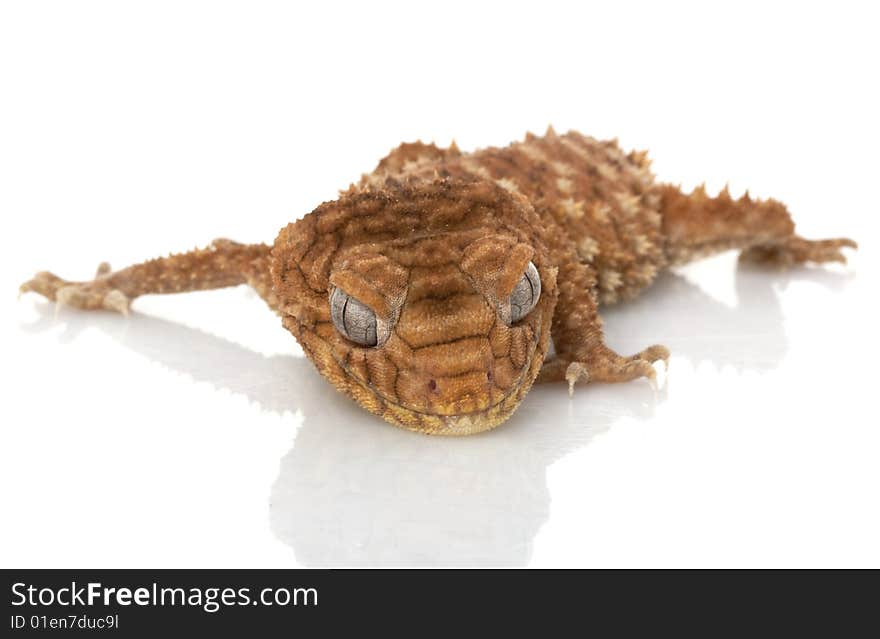 Centralian Rough Knob-tailed Gecko