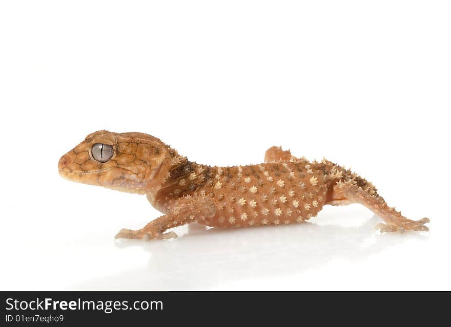 Rough Knob-tailed Gecko