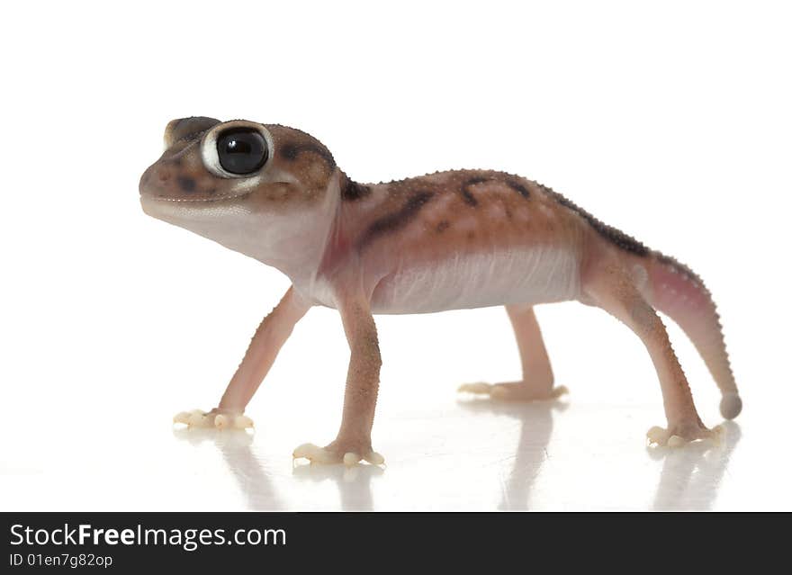 Pernatty Knob Tailed Gecko