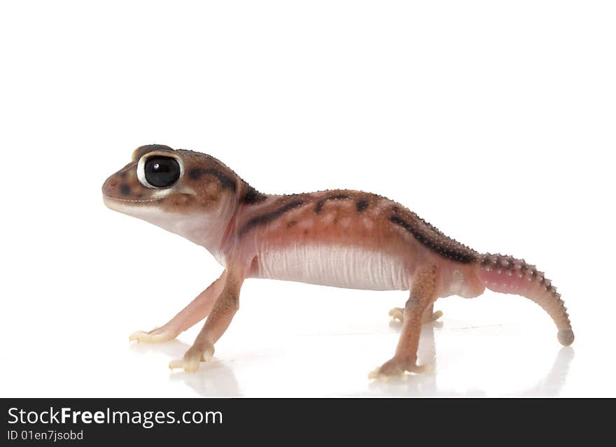 Pernatty Knob Tailed Gecko