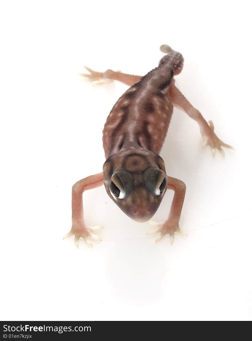 Pernatty Knob Tailed Gecko