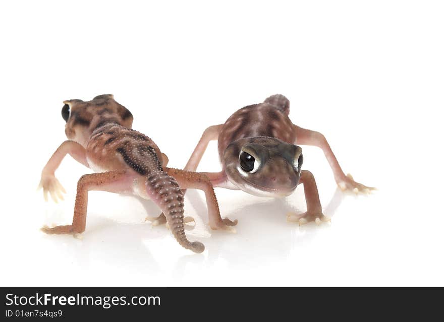 Pernatty Knob Tailed Gecko