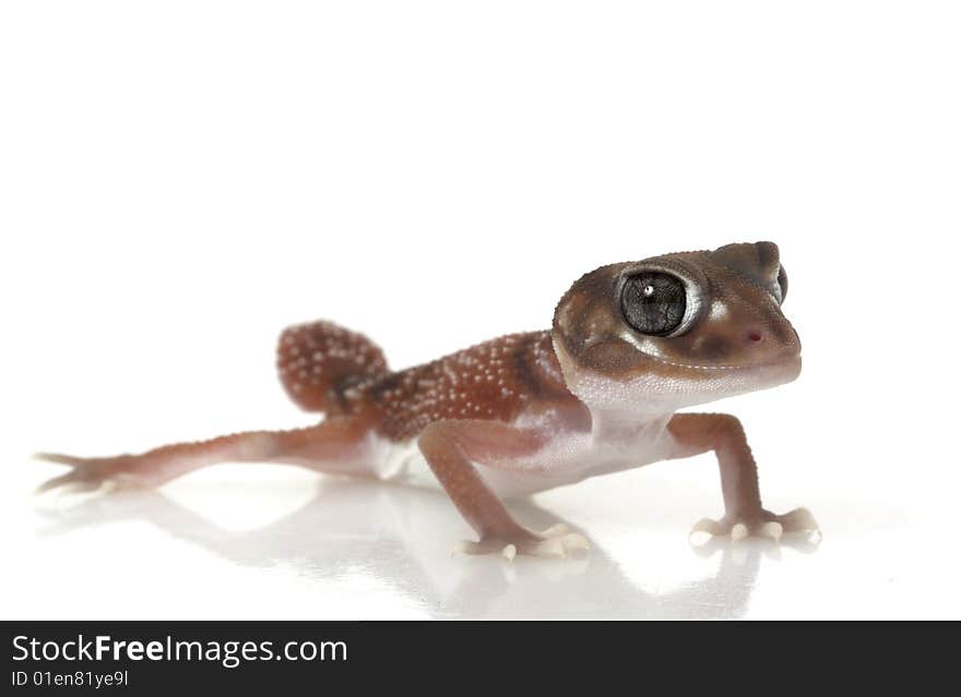 Smooth Knob-tailed Gecko