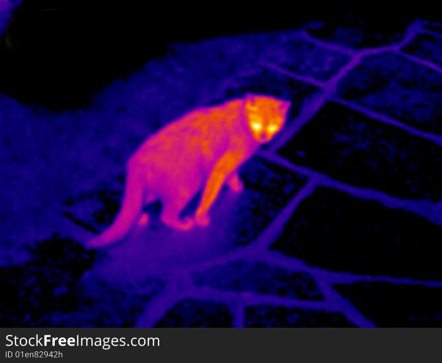 Cat walking on a cobbled streets. Real infrared (thermic) photo. A thermographic camera is a device that forms an image using infrared radiation and making visible the heat of the model. This image is not a digital effect. Cat walking on a cobbled streets. Real infrared (thermic) photo. A thermographic camera is a device that forms an image using infrared radiation and making visible the heat of the model. This image is not a digital effect.