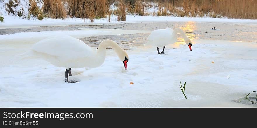 Pair swan on winter background for desktop. Pair swan on winter background for desktop