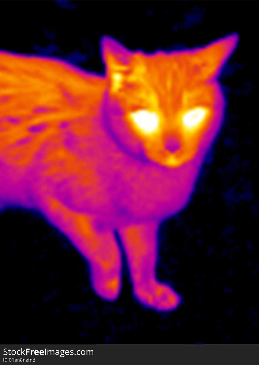 Cat's head. Real infrared (thermic) photo in black and warm colors. A thermographic camera is a device that forms an image using infrared radiation and making visible the heat of the model. This image is not a digital effect. Cat's head. Real infrared (thermic) photo in black and warm colors. A thermographic camera is a device that forms an image using infrared radiation and making visible the heat of the model. This image is not a digital effect.