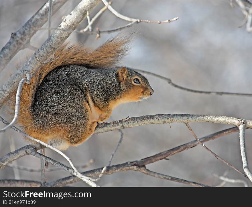 Squirrel in a Tree