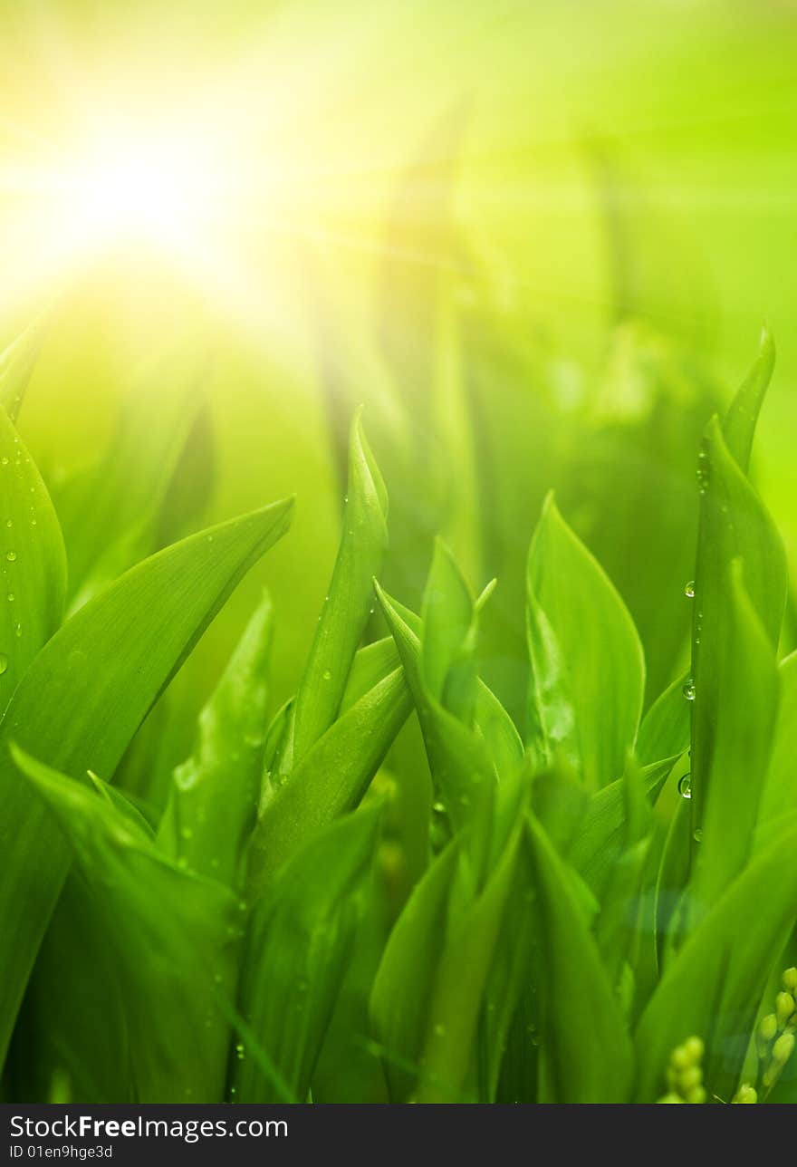 Fresh green grass (shallow DoF)