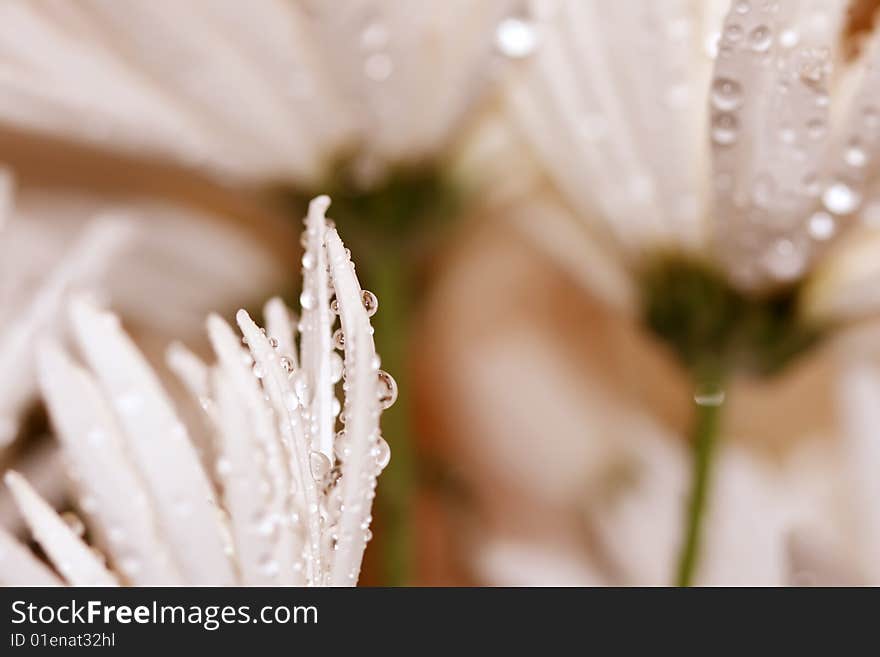 Petals of flowers