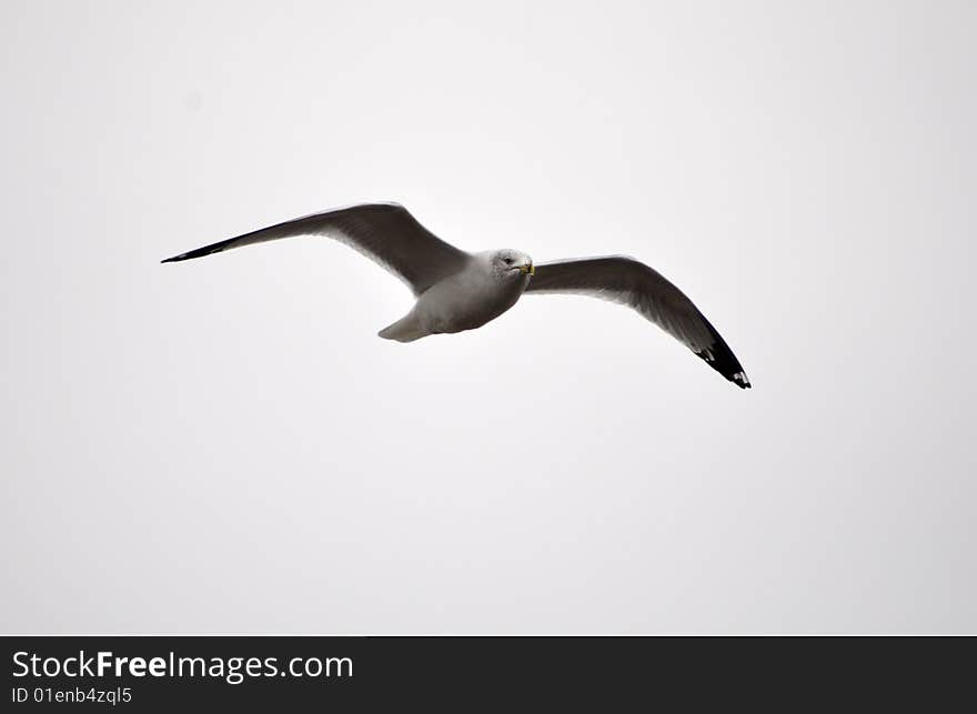 Seagull