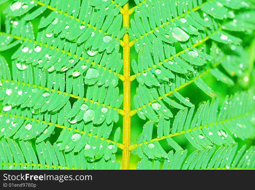 Detail of a fern leaf