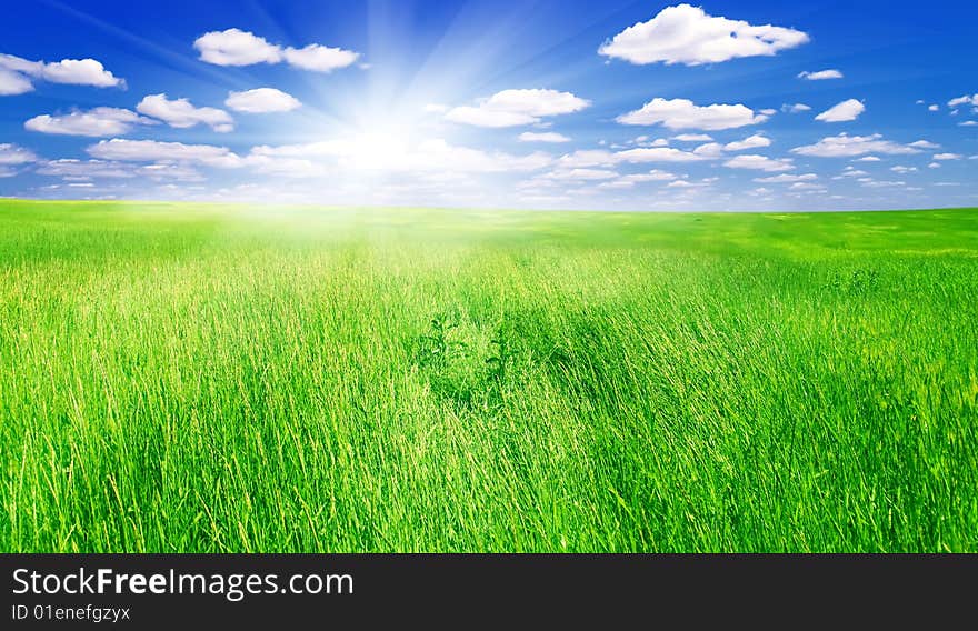 Field of green grass and blue sun sky