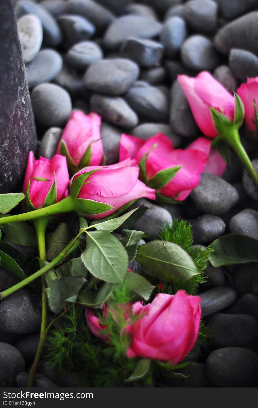 Pink roses lying on pebbles. Pink roses lying on pebbles