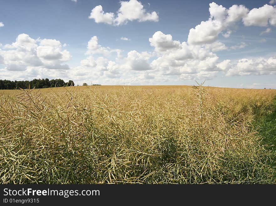 Bright yellow meadow and blue sky. Bright yellow meadow and blue sky